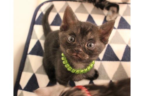 成約済の大阪府のアメリカンショートヘア-6712の1枚目